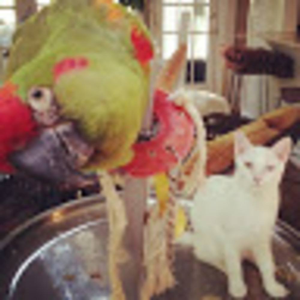 Meet your Posher, Tessa